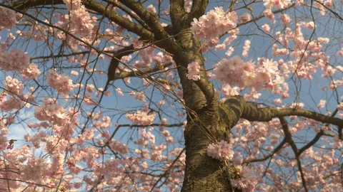 Cherry blossoms tree in full blom Stock Footage 128143057
