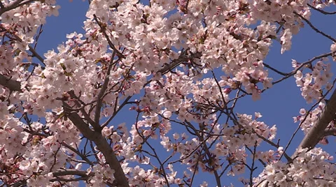 Cherry blossoms tree in full bloom Stock Footage 37014997