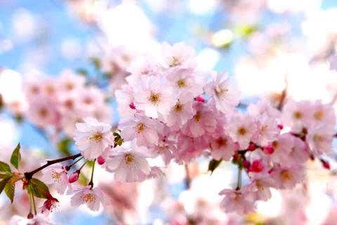 Cherry blossoms on a tree Foto stock