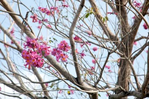 Cherry blossoms on a tree Stock Photos