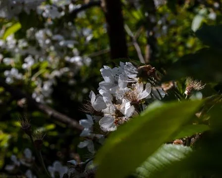 Cherry blossoms on a tree Stock Photos