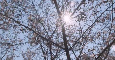 Cherry blossoms on a tree, with rays of sunlight shining through the branches Stock Footage 106842213