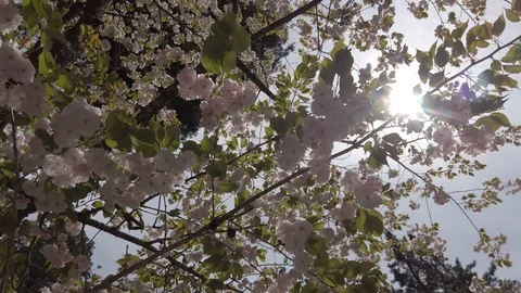 Cherry blossoms on a tree, with rays of sunlight shining through a branch. Stock Footage 124981929
