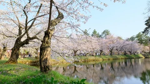 Cherry Blossoms tree In River Stock Footage 126032322