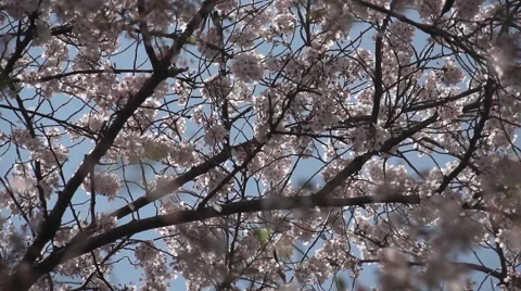Cherry blossoms on a tree Sakura, Japan Stock-Footage 53205154