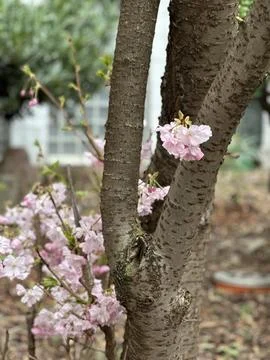 Cherry Blossoms on a Tree Trunk in Early Spring Stock Photos