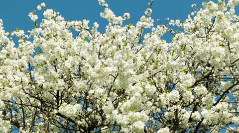 Cherry blossoms tree zoom Stock Footage 38686289