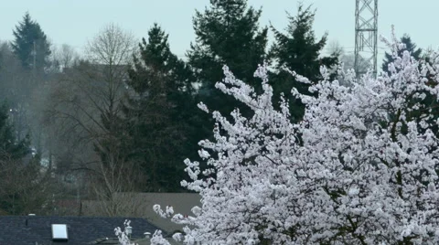 Cherry Blossoms trees on overcast day Stock Footage 47479592