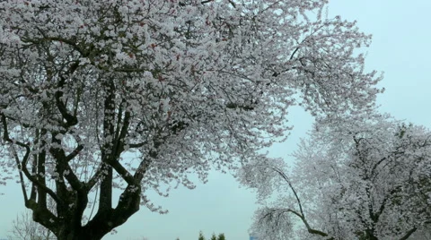 Cherry Blossoms trees on overcast day Stock Footage 47482237