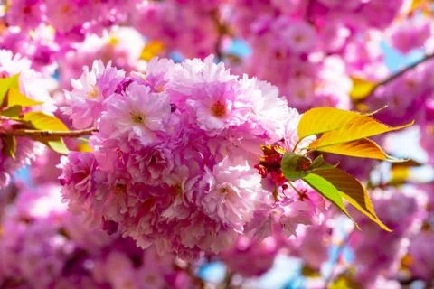 Cherry Blossoms Trees. Sakura spring flowers pattern. Stock Photos