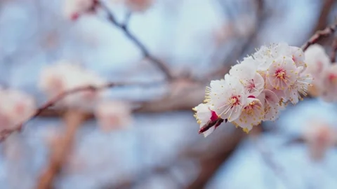 Cherry blossoms on the trees in spring-sakura Video stock 236640522