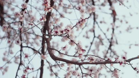 Cherry blossoms on the trees in spring-sakura Video stock 236641059