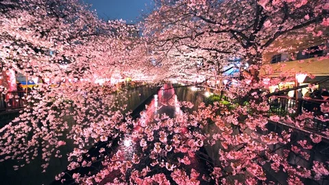 Cherry blossoms trees stand along both side of the Meguro River Vídeo Stock 126454348