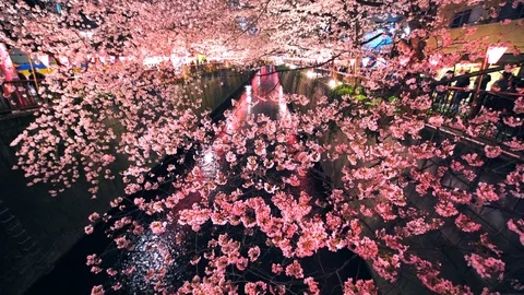 Cherry blossoms trees stand along both side of the Meguro River Video stock 126458044