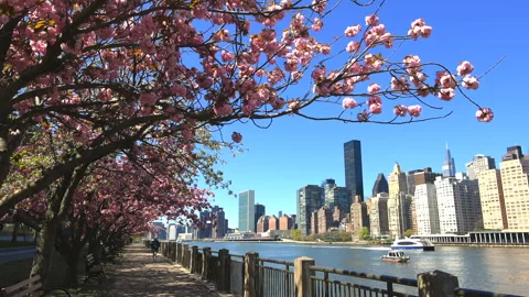 Cherry blossoms trees stand at Roosevelt Island amidst the Pandemic NYC. Stock Footage 153489728