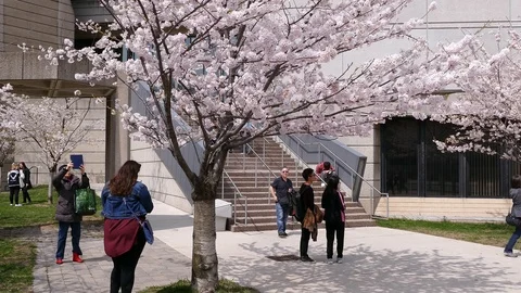 Cherry blossoms trees at University of Toronto campus Stock Footage 89462594