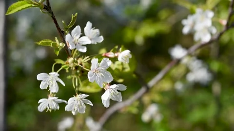 Cherry blossoms on twig sways in wind close up Stock Footage 339092492