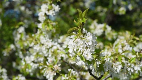 Cherry blossoms on twig sways in wind close up Stock Footage 339094012