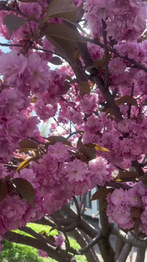 Cherry Blossoms in Ukraine in the Spring Stock-Footage 341095474