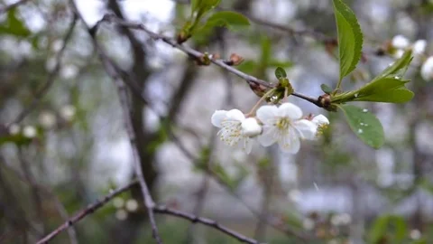 The cherry blossoms under the snow. Blurred background, falling shallow snow. Cl Stock Footage 84381388