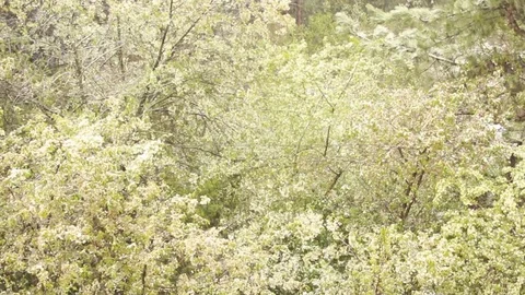 Cherry blossoms under the snow 動画素材 75048655