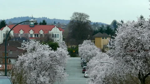 Cherry Blossoms in urban area Stock Footage 47489726