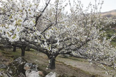 Cherry blossoms in Valle del Jerte, Spain Stock Photos