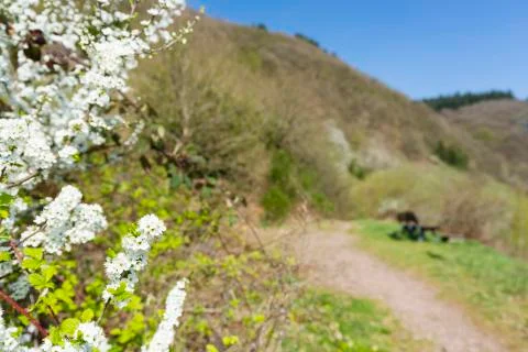 Cherry blossoms with view along a footpath at the Calmont in Bremm in the Mos Stock Photos