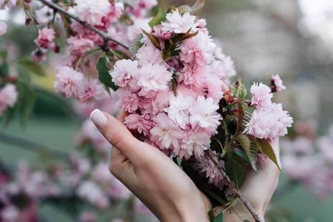 Cherry blossoms: walking in spring garden, woman hands close-up on flower Stock Photos