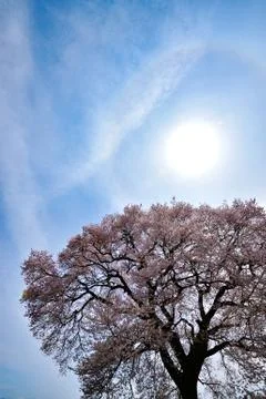 Cherry Blossoms at Wanizuka Stock Photos