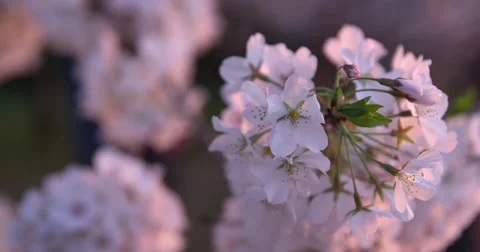 Cherry Blossoms Washington DC close-up 库存影片 34969494