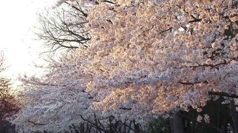 Cherry blossoms, Washington DC Stock Footage 24614598