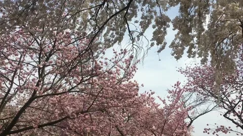Cherry Blossoms in Washington, D.C. Stock Footage 296911655