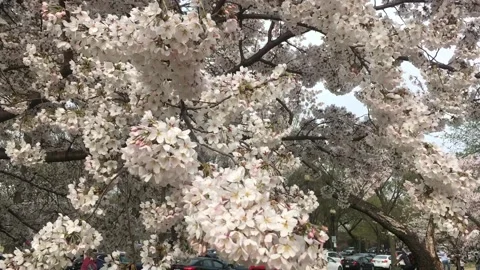 Cherry Blossoms in Washington, D.C. Stock Footage 296911666