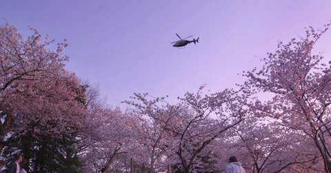 Cherry Blossoms Washington DC Helicopter Fly-By 库存影片 34966055