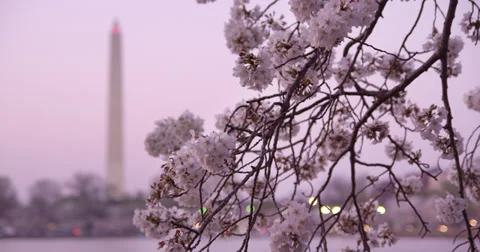 Cherry Blossoms Washington DC Monument 库存影片 34966766