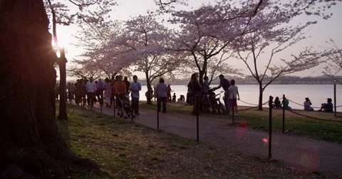 Cherry Blossoms Washington DC People walking on path 库存影片 34962211