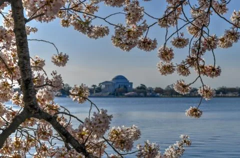 Cherry Blossoms - Washington, DC Stock Photos