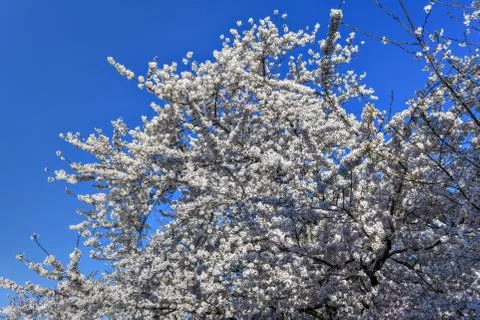 Cherry Blossoms - Washington, DC Stock Photos
