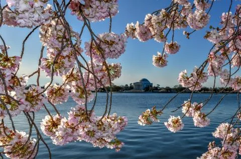 Cherry Blossoms - Washington, DC Stock Photos