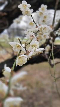 Cherry blossoms in Washington DC Stock Photos