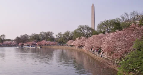Cherry Blossoms Washington DC Tidal Basin pan 库存影片 34962220