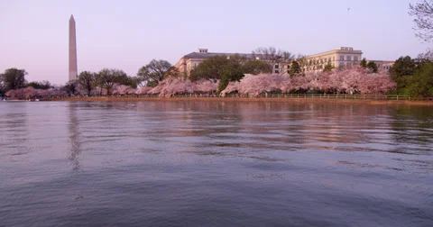Cherry Blossoms Washington DC Tidal Basin 库存影片 34964125