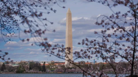 Cherry Blossoms Washington Memorial Focus Pull Stock Footage 37058645
