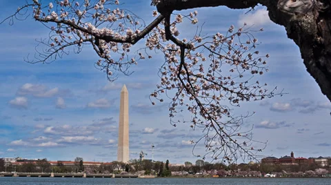 Cherry Blossoms Washington Memorial Static Stock Footage 37041769