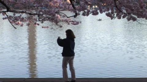 Cherry Blossoms with Water and Path Stockbeeldmateriaal 365928