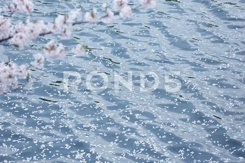 Cherry blossoms on water Stock Photos
