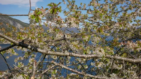 Cherry Blossoms Weaving Through Branches with Norwegian Fjord View Stock Footage 335260948