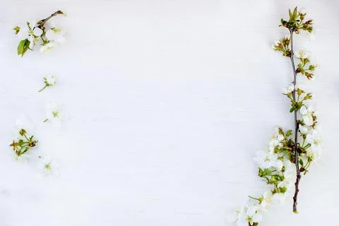 Cherry blossoms on white background Stock Photos