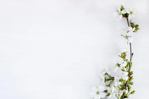 Cherry blossoms on white background Stock Photos